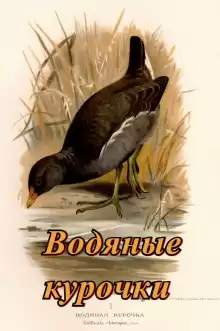 Водяные курочки - Павел Сурожский